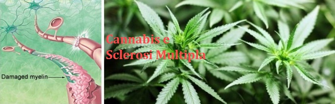 SM cannabis